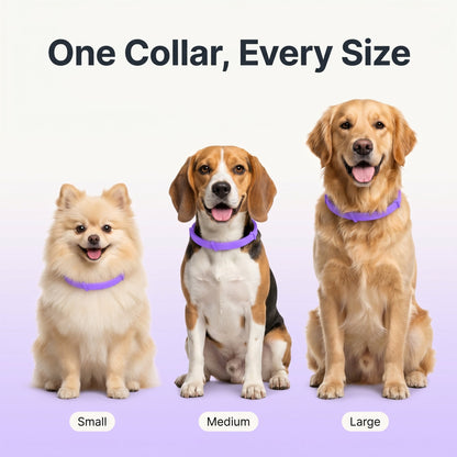 Tidevella Pets - All Natural Protection (8 Months Tick and Flea Collar for Dogs)