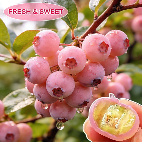 Grow Sweet Pink Blueberries at Home-Pink blueberry seeds