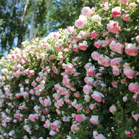 Pink & White